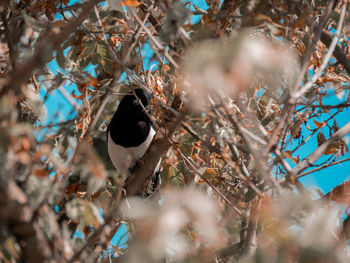 High angle view of bird perching on tree