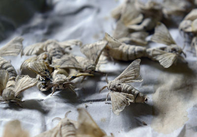 High angle view of silk moths on textile