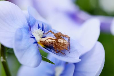 Close-up of insect on purple flower