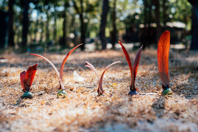 Close-up of red leaf on field