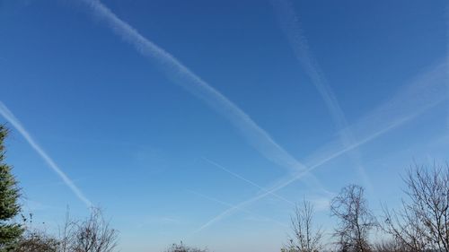 Low angle view of trees against blue sky