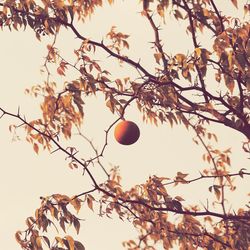 Low angle view of leaves on tree