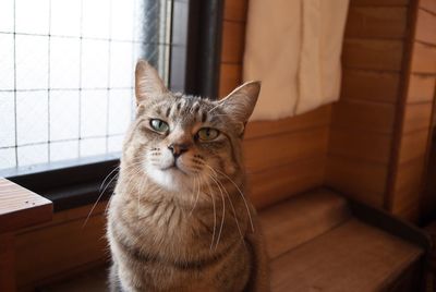 Close-up of tabby cat at home