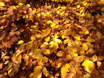 Full frame shot of autumn leaves