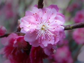 Close-up of pink flowers
