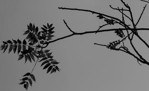 Low angle view of tree against clear sky