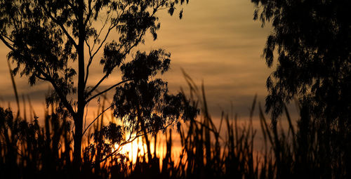 Silhouette trees against sky during sunset