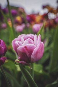 Close-up of pink crocus blooming outdoors