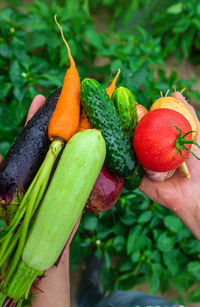 Cropped hand holding fruit