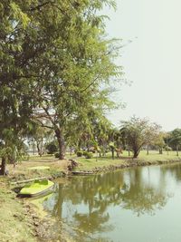 Reflection of trees in lake