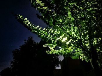 Tree against sky at night