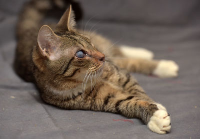 Close-up of a cat resting on footpath