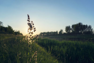 Close-up of crop in field against clear sky