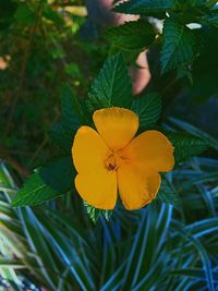 Close-up of yellow flower blooming outdoors