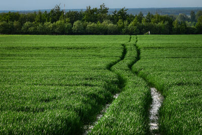 Scenic view of rice field against sky