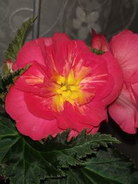 Close-up of pink rose flower