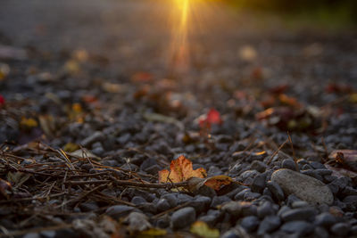 Close-up of dry maple leaves on field during sunset