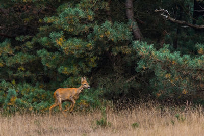 Deer running on field