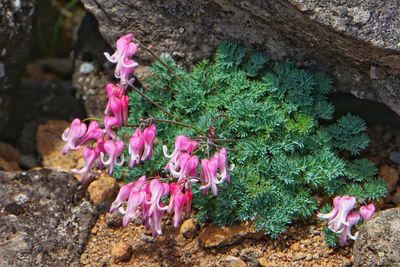 High angle view of pink flowering plants on land