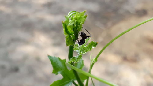 Close-up of bee on plant