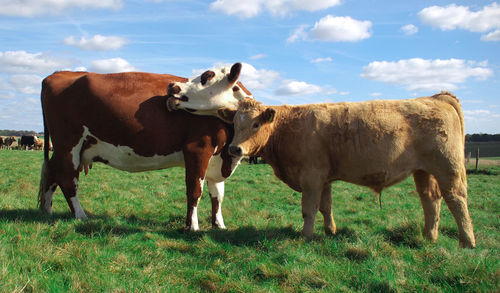 Cows standing in a field