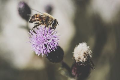 Close-up of bee on thistle