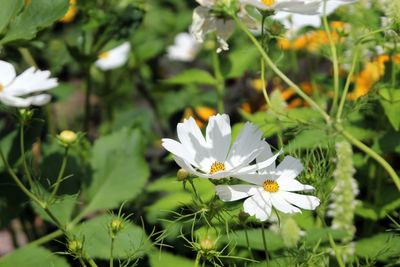 Close-up of white flowering plant