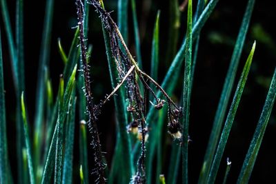 Close-up of wet grass