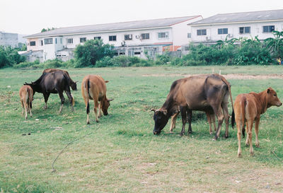 Horses grazing in a field