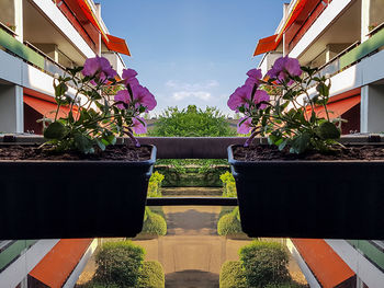 Potted plants on the wall