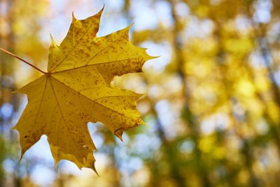 Autumn maple leaf. natural background. selective focus. close-up. autumn leaves in the park.