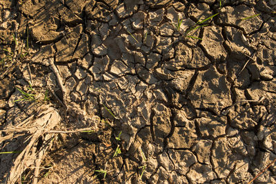 High angle view of trees on field