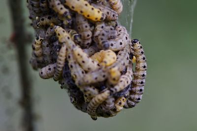 Caterpillars of moth