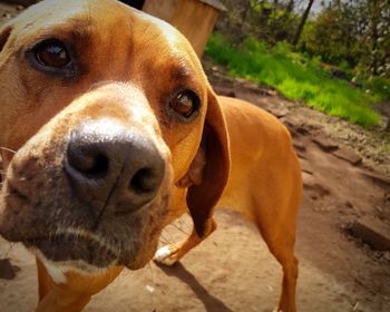 Close-up portrait of dog