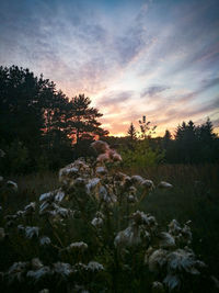 Plants growing on field against sky during sunset