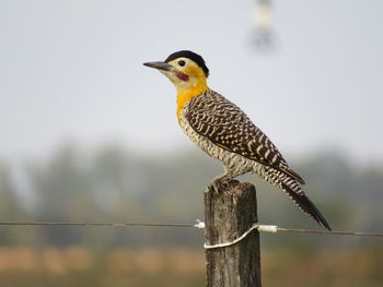 Close-up of bird perching on wooden post