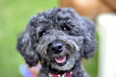 Close-up portrait of dog