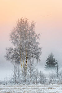 Trees on snow covered field against sky