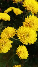 Close-up of yellow flowering plant