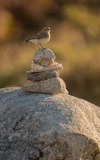 Close-up of bird perching on rock