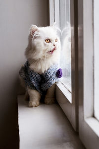 Cat wearing jumper in window licking