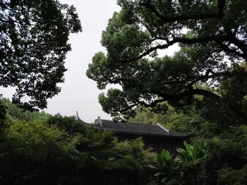 Low angle view of tree against sky