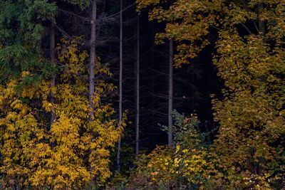 Trees in forest during autumn