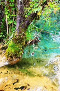 Scenic view of lake in forest