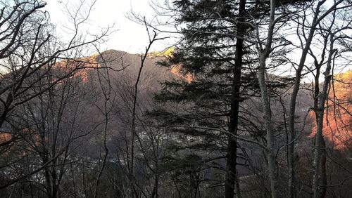 Bare trees in forest against sky