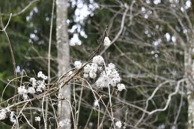 Close-up of frozen plant during winter