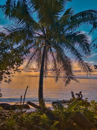 Palm trees by sea against sky at sunset