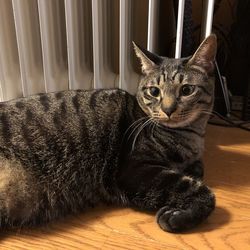 Portrait of cat relaxing on hardwood floor