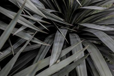 Full frame shot of palm leaves