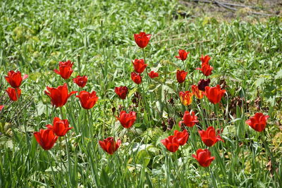 Close-up of red poppy flowers growing on field